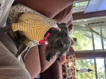 Rescue Miniature Poodle Dogs for Adoption in Chicago, Illinois - Greta | PetCurious