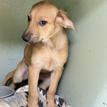 Serena -  Labrador Retriever and Mixed Breed Dog for Adoption in Tyler, Texas - Serena | PetCurious