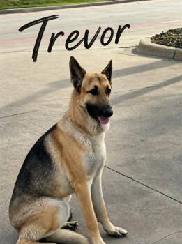 German Shepherd Dog Dogs Available for Adoption in Lucas, Texas - Trevor | PetCurious