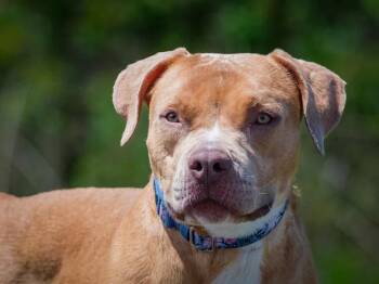 Cutie Patootie -  Mixed Breed Dog Available for Adoption in Pointe-fortune, Quebec - Cutie Patootie | PetCurious
