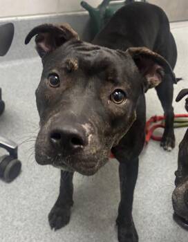 TESSIE -  Pit Bull Terrier and Mixed Breed Dog for Adoption in Indianapolis, Indiana - TESSIE | PetCurious