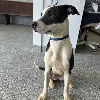 Clairee -  Mixed Breed Dog Available for Adoption in Natchitoches, Louisiana - Clairee | PetCurious
