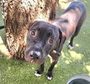 Arlo -  Mixed Breed and Labrador Retriever Dog for Adoption in Austin, Texas - Arlo | PetCurious