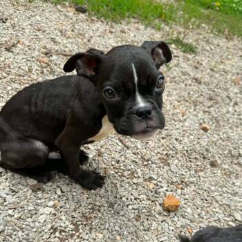 Simon -  English Bulldog Dog for Adoption in East St. Louis, Illinois - Simon | PetCurious