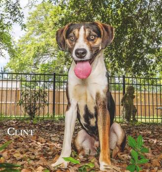 Rescue Catahoula Leopard Dog and Labrador Retriever Dogs for Adoption in Clinton, Maine - Clint | PetCurious