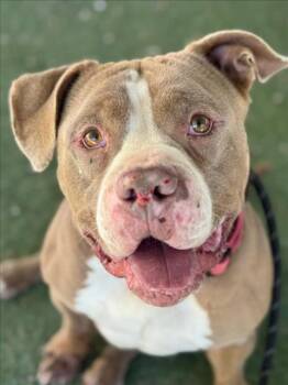 Rescue Pit Bull Terrier Dogs for Adoption in Woodland, California - *HASHBROWN | PetCurious