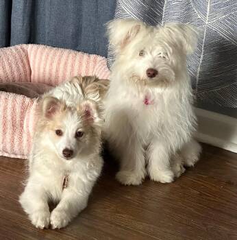 Bichon Frise and Pomeranian Dogs Available for Adoption in Newton, New Jersey - Foxy & Winnie (Bonded Pair) | PetCurious