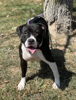 Rescue Pit Bull Terrier and Mixed Breed Dogs for Adoption in Springfield, Illinois - Jersey | PetCurious