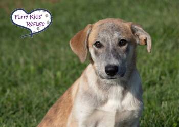 Libby -  Husky Dog for Adoption in Lee