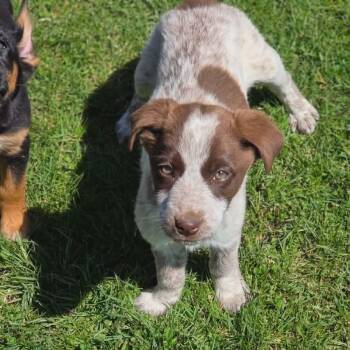 Labrador Retriever and Australian Cattle Dog Blue Heeler Dogs Available for Adoption in Holiday Hills, Illinois - Heatwave | PetCurious