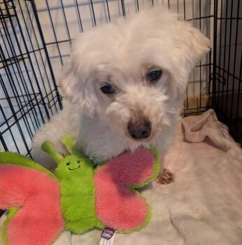 Maltipoo Dogs Available for Adoption - Missy | PetCurious