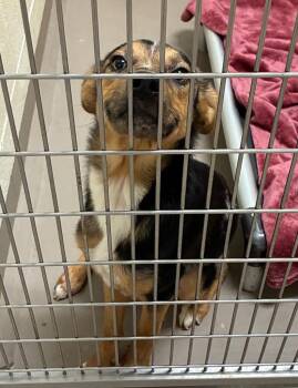Izzy -  Shepherd Dog for Adoption in Christiansburg, Virginia - Izzy | PetCurious