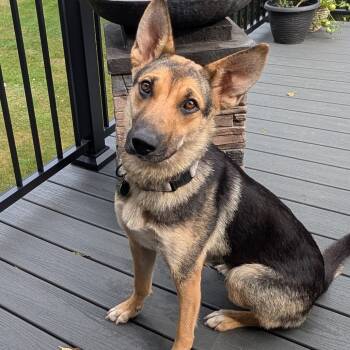 Rescue Shepherd Dogs for Adoption in Buffalo, Minnesota - Toasty | PetCurious