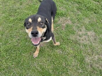 Gabby -  Hound Dog for Adoption in Manchester, Connecticut - Gabby | PetCurious