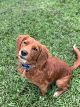 Bobi -  Nova Scotia Duck Tolling Retriever Dog for Adoption - Bobi | PetCurious