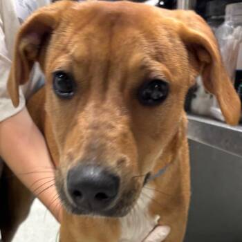Ella -  Black Mouth Cur and Mixed Breed Dog for Adoption in Tampa, Florida - Ella | PetCurious