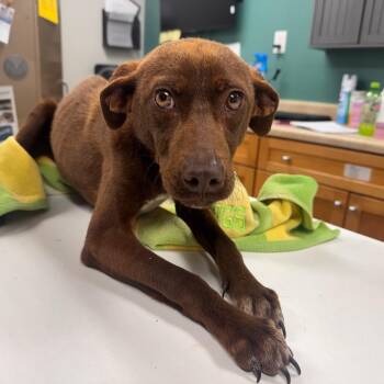 Watchamacallit -  Chocolate Labrador Retriever and Mixed Breed Dog for Adoption in Starkville, Mississippi - Watchamacallit | PetCurious