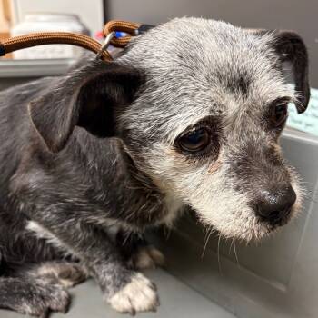 Rescue Mixed Breed Dogs for Adoption in Columbus, Georgia - 11/21/2025-Stray-LaurelDrive | PetCurious