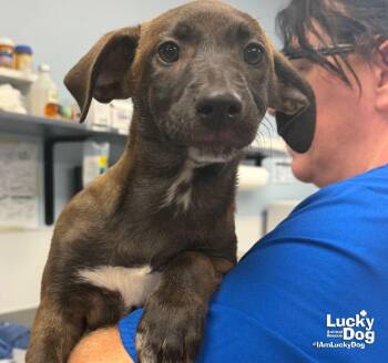 Miranda -  Shepherd and Terrier Dog for Adoption in Washington, District Of Columbia - Miranda | PetCurious