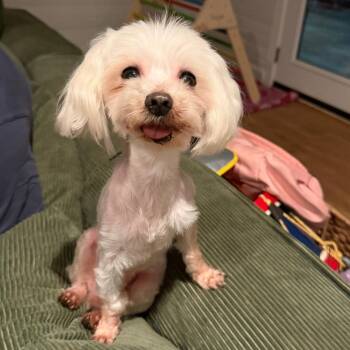 Eular -  Maltese and Mixed Breed Dog for Adoption in Wake Forest, North Carolina - Eular | PetCurious
