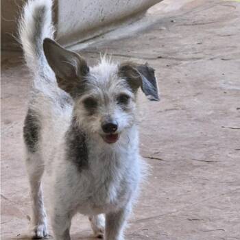 JACKSON BROWNE -  Terrier Dog for Adoption in Norwalk, Connecticut - JACKSON BROWNE | PetCurious