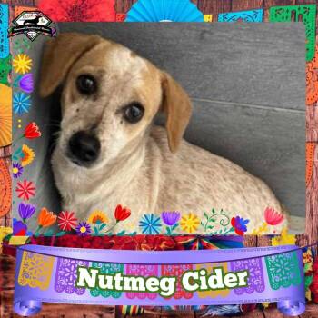 Dachshund Dogs Available for Adoption in San Antonio, Texas - Nutmeg Cider | PetCurious
