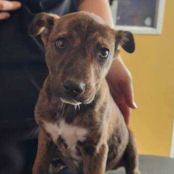 Mixed Breed Dogs Available for Adoption in Pulaski, Tennessee - Salt Rim | PetCurious