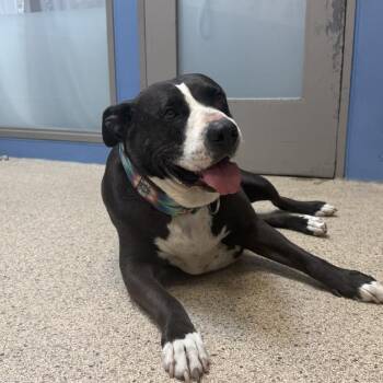 Mixed Breed Dogs Available for Adoption - Thin Mint | PetCurious