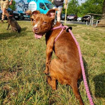 Willibold Jones -  Mixed Breed Dog for Adoption in Fredericksburg, Virginia - Willibold Jones | PetCurious