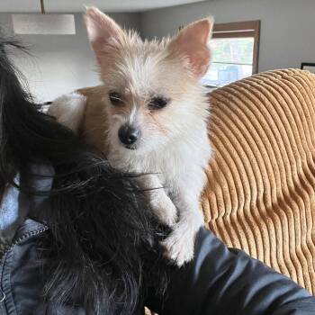 Terrier and Chihuahua Dogs Available for Adoption in Minneapolis, Minnesota - Paprika | PetCurious