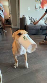 Rescue Labrador Retriever Dogs for Adoption in Tallahassee, Florida - Peanutbutter | PetCurious