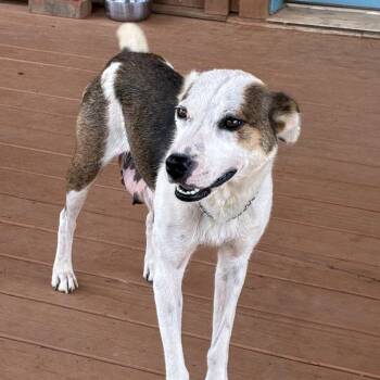Mercy -  Australian Cattle Dog Blue Heeler and Border Collie Dog for Adoption in Tuscaloosa, Alabama - Mercy | PetCurious