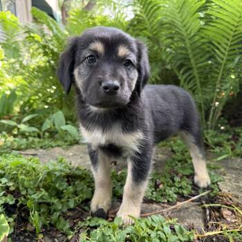 Retriever and Mixed Breed Dogs Available for Adoption in Minneapolis, Minnesota - Caleb | PetCurious
