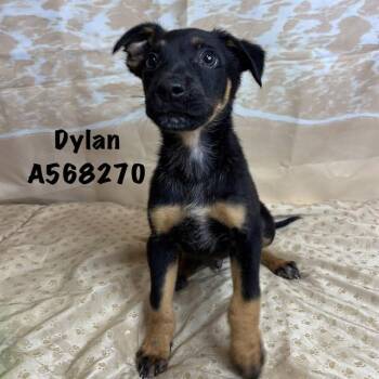 DYLAN -  Rottweiler and Mixed Breed Dog Available for Adoption - DYLAN | PetCurious