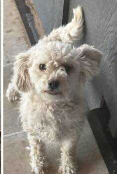 Poodle and Bichon Frise Dogs Available for Adoption in Shawnee, Oklahoma - Kolby | PetCurious