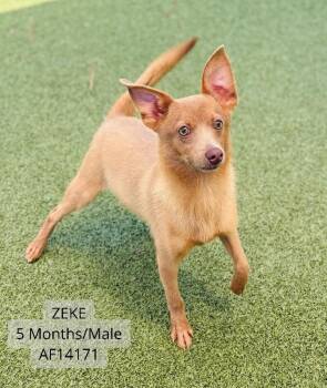 Chihuahua and Pomeranian Dogs Available for Adoption - Zeke | PetCurious