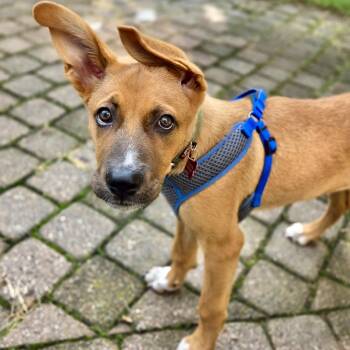 Jeff -  Mixed Breed Dog for Adoption in Shakopee, Minnesota - Jeff | PetCurious