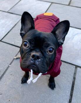 Hollis -  French Bulldog Dog for Adoption in Colebrook, Connecticut - Hollis | PetCurious