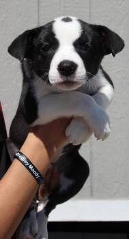 Border Collie and Mixed Breed Dogs Available for Adoption in Vacaville, California - Hanna | PetCurious