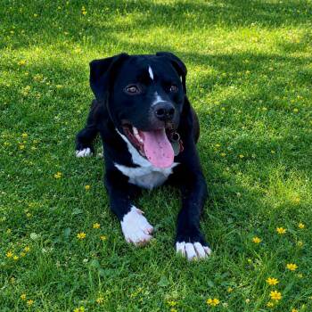 GEORGE (Very Sweet, Kind, Loves All She Meets, Dogs, Adults, Kid -  Black Labrador Retriever and Pit Bull Terrier Dog for Adoption in Houston, Texas - GEORGE (Very Sweet, Kind, Loves All She Meets, Dogs, Adults, Kid | PetCurious