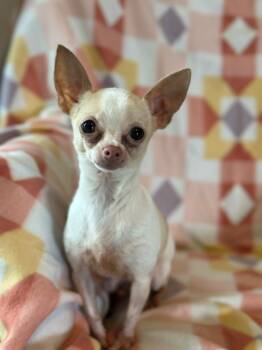 Lolita (Read description) -  Chihuahua Dog for Adoption in De Pere, Wisconsin - Lolita (Read Description) | PetCurious