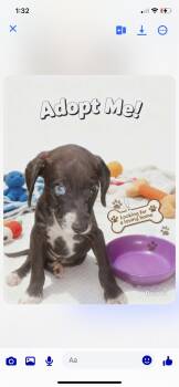 Mixed Breed Dogs Available for Adoption - Kai | PetCurious