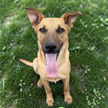 German Shepherd Dog Dogs Available for Adoption - Kenny | PetCurious