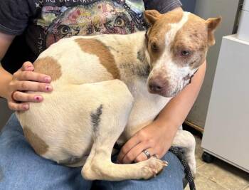 Hound and Pit Bull Terrier Dogs Available for Adoption in Rustburg, Virginia - Eugene - At Shelter Available 6/6 | PetCurious