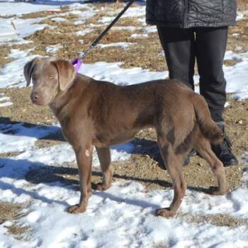 Lovie -  Labrador Retriever and Mixed Breed Dog for Adoption in Elk Grove Village, Illinois - Lovie | PetCurious