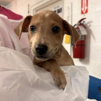 Justin -  Pit Bull Terrier Dog for Adoption in Edinburg, Texas - Justin | PetCurious