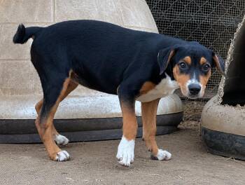 Josie - hound litter of 9 -  Hound Dog for Adoption in Horn Lake, Mississippi - Josie - Hound Litter Of 9 | PetCurious