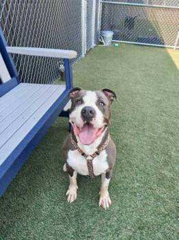 Hoss -  Mixed Breed Dog for Adoption in Lafayette, Indiana - Hoss | PetCurious
