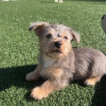 Beans -  Chihuahua and Terrier Dog for Adoption in Brockton, Massachusetts - Beans | PetCurious