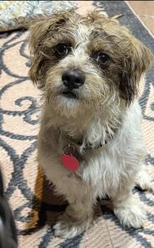 George Lonestar* -  Norfolk Terrier Dog for Adoption in Rockaway, New Jersey - George Lonestar* | PetCurious